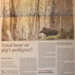 The Irish Times: Feature on wild boar in Hertitage & Habitat section (04 May 2013). A total boar or a pig’s pedigree?