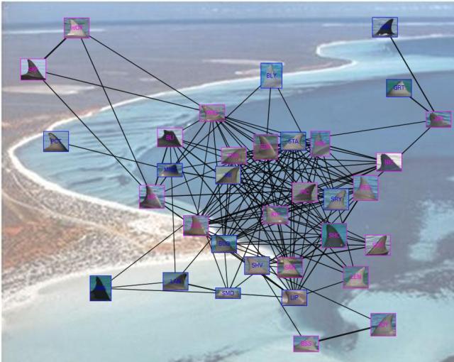 A visual representation of the complexity of social networks in the Monkey Mia dolphin population. Image produced with permission from 'Shark Bay Dolphin Project'